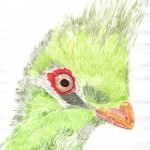 Vogel Aquarell-Technik