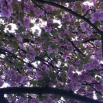Baum