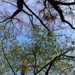Baum