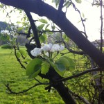 Baum