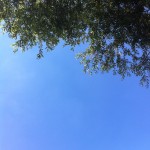 Baum