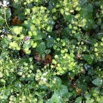 Blume