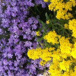 Blume