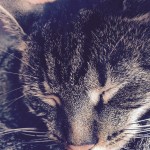 Katze
