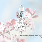 Kirschblüte Postkarte