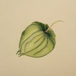Pomelon Buntstift