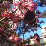 Schmetterling