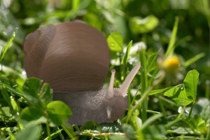 Schnecke 