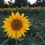Sonnenblume