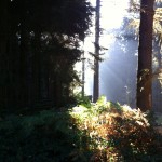 Wald