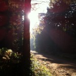 Wald